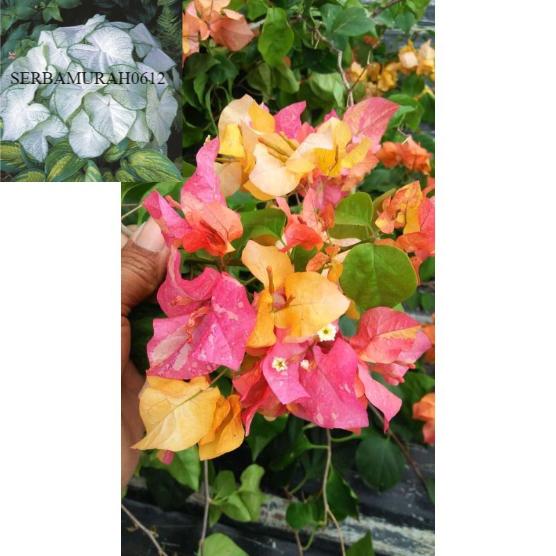 Bibit Bougenville Srikandi bibit bugenvil hidup murah meriah -tanaman hidup-bunga hidup murah-bunga 