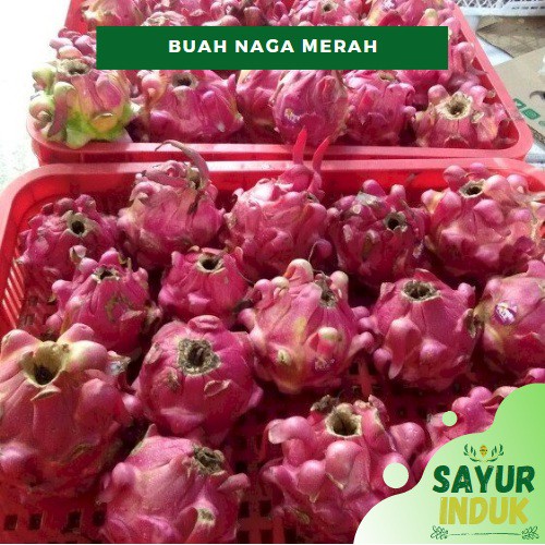 

Sayur Induk - Buah Naga Merah 0.5 - 0.8 Kg / PER PCS Fresh Grade A Dragon Fruit