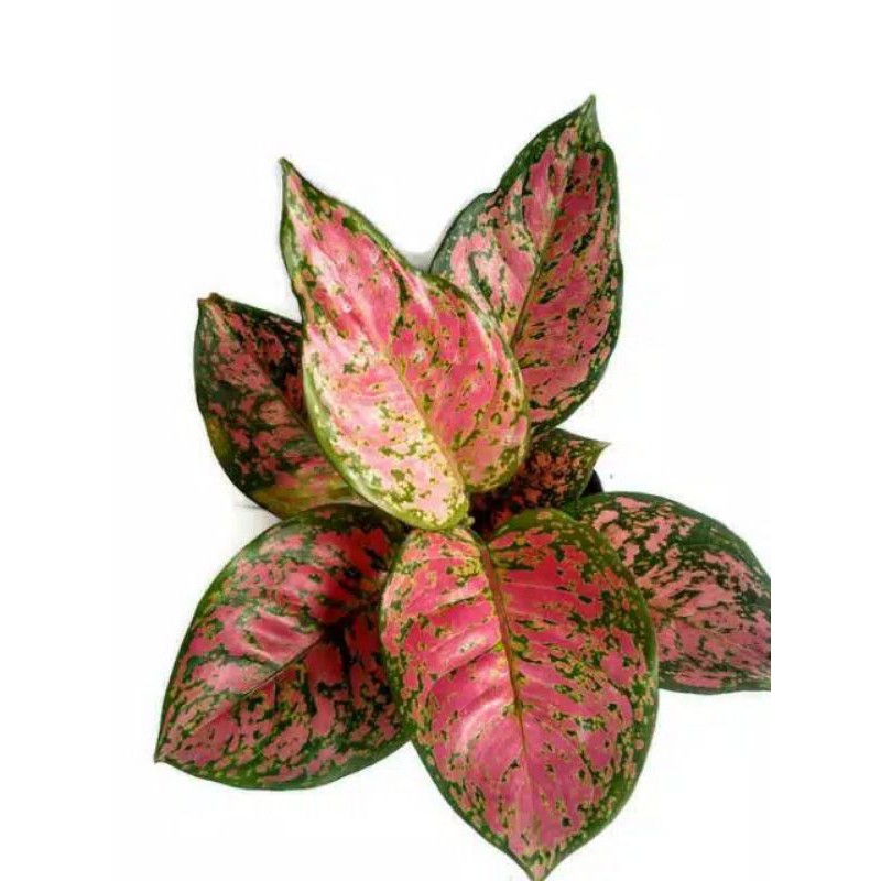 Aglaonema Dud Unyamanee / Dud Anjamani