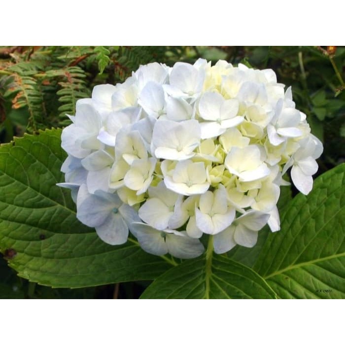 Tanaman Hias Bunga Pancawarna  Putih White Hydrangea 