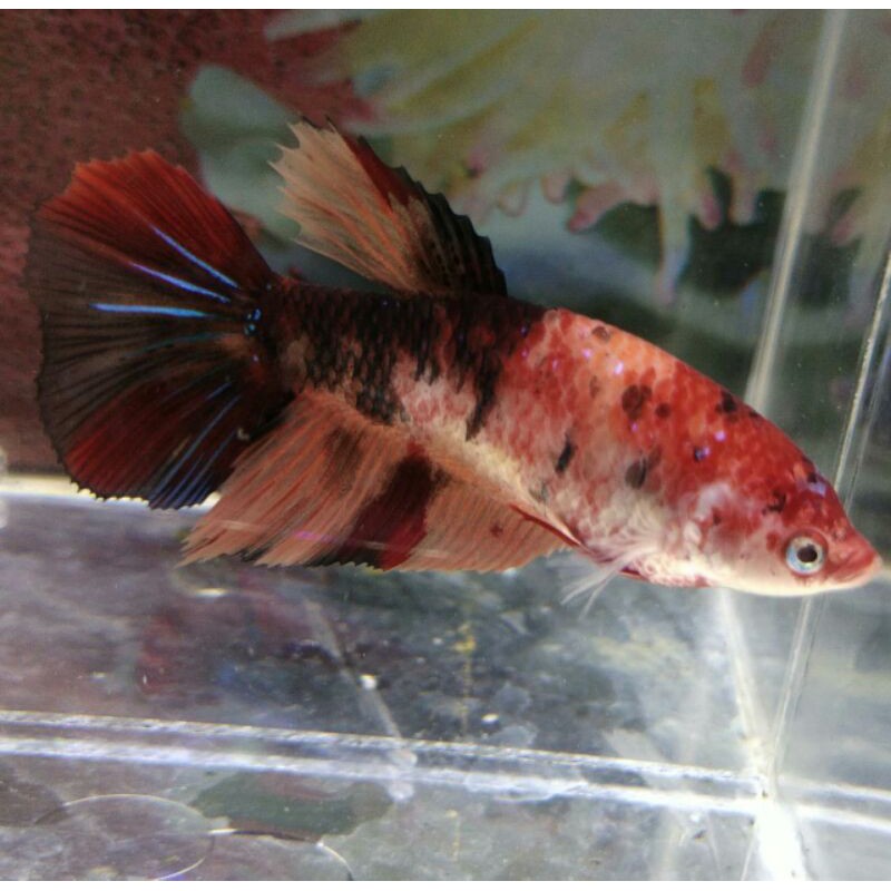 hiasan HM giant female 001