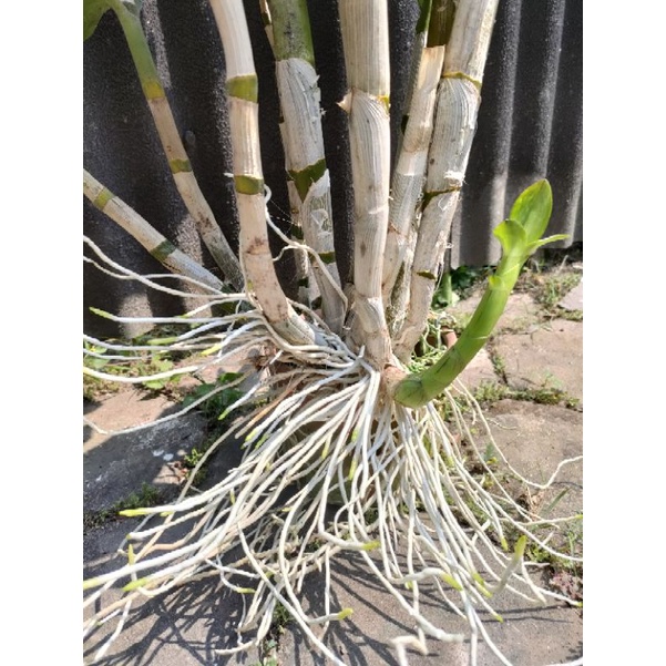 Dendrobium keriting Dewasa jumbo ber ID