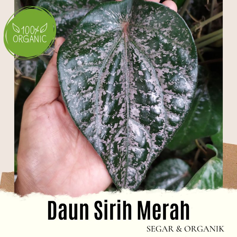 

1KG Daun Sirih Merah Segar Daun Suruh Merah Segar dan Fresh