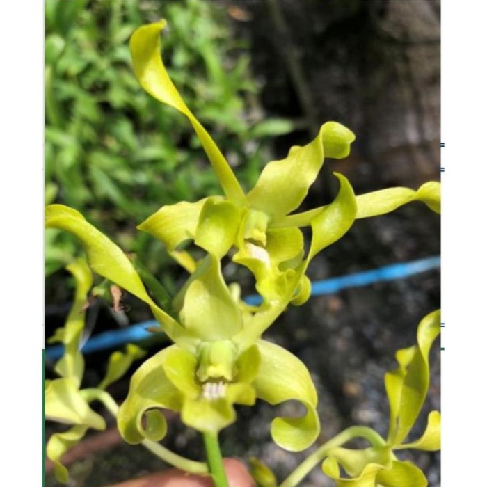 (DEWASA) anggrek dendrobium caesar green dewasa dan