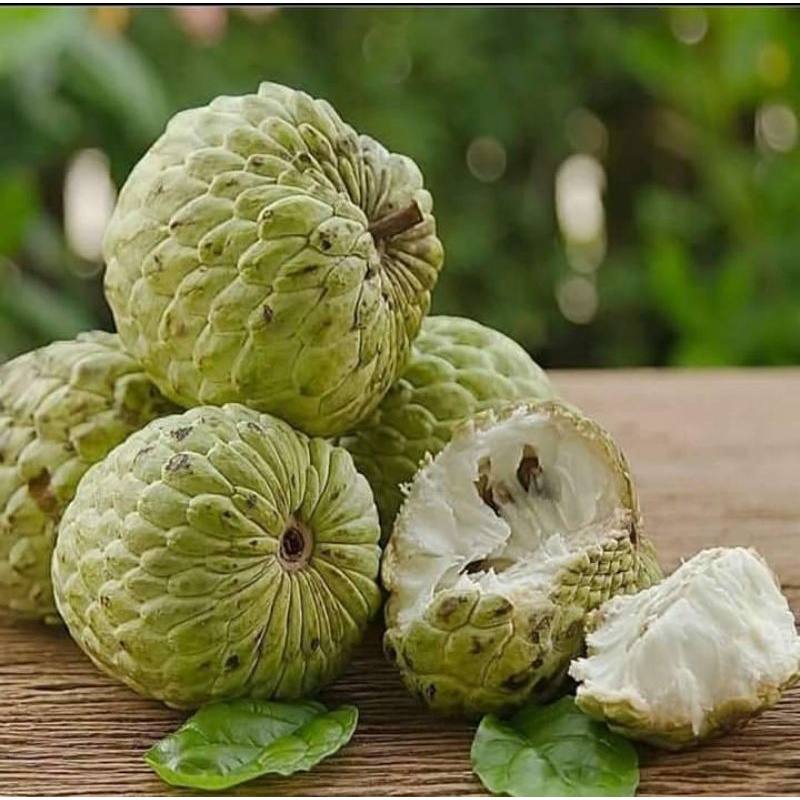 

Bibit surikaya jumbo hasil okulasi