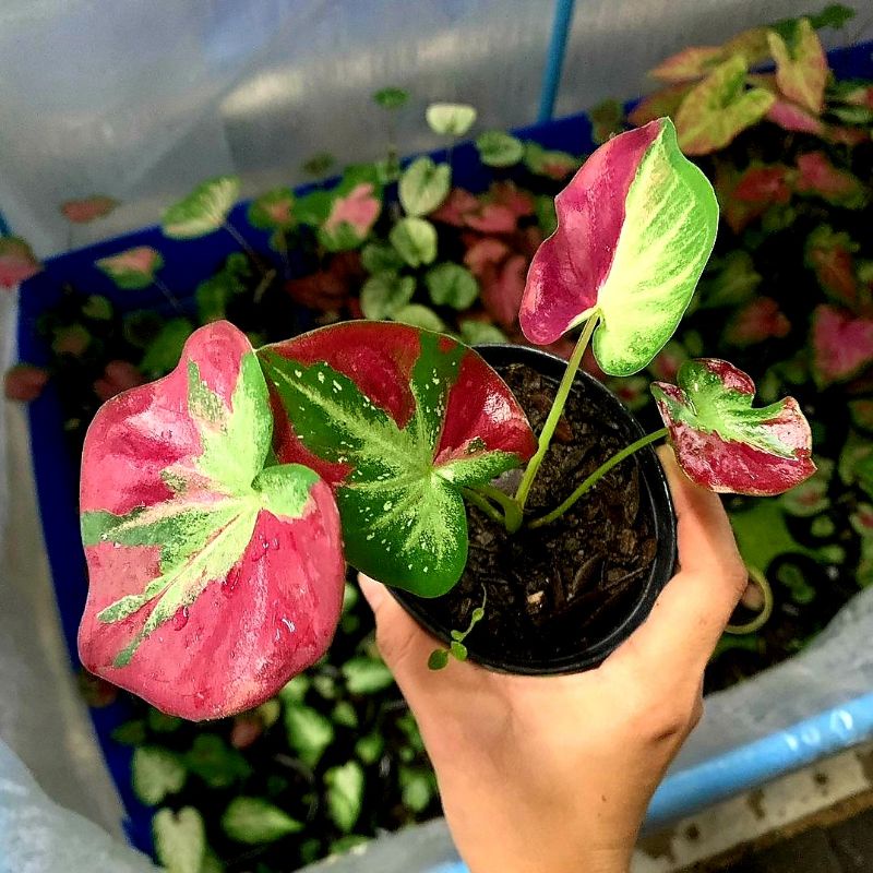 Keladi Hias Cat Tumpah / Tanaman Hias Keladi Anakan Shycol Murah