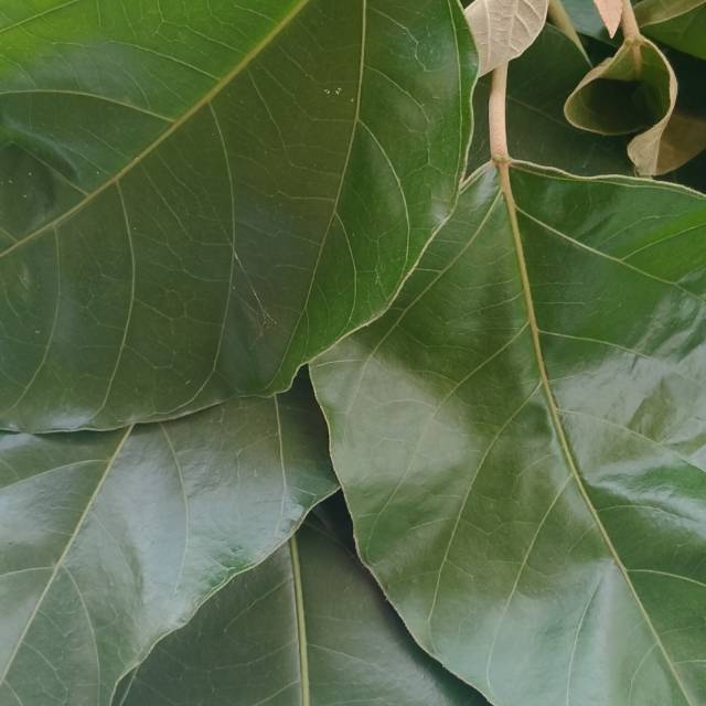 

Daun kemiri pres segar murah