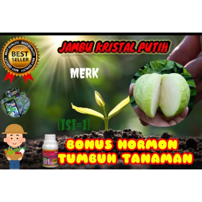 BENIH JAMBU KRISTAL PUTIH