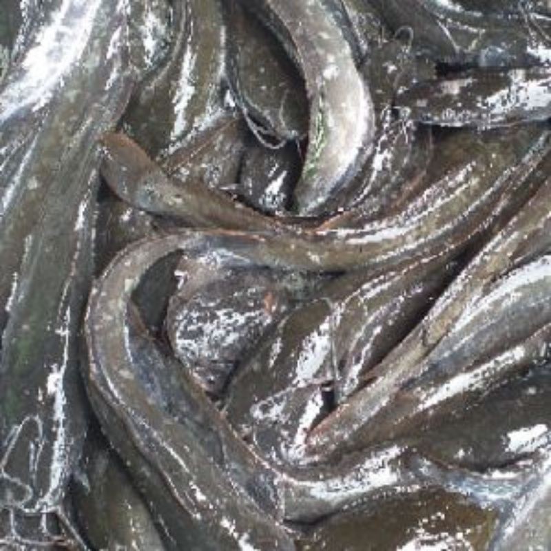 

Ikan Lele Segar