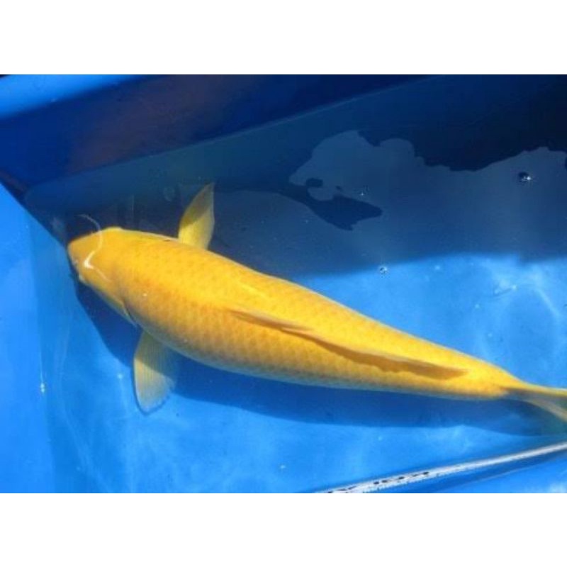 

ikan koi karashi ukuran 35-37cm