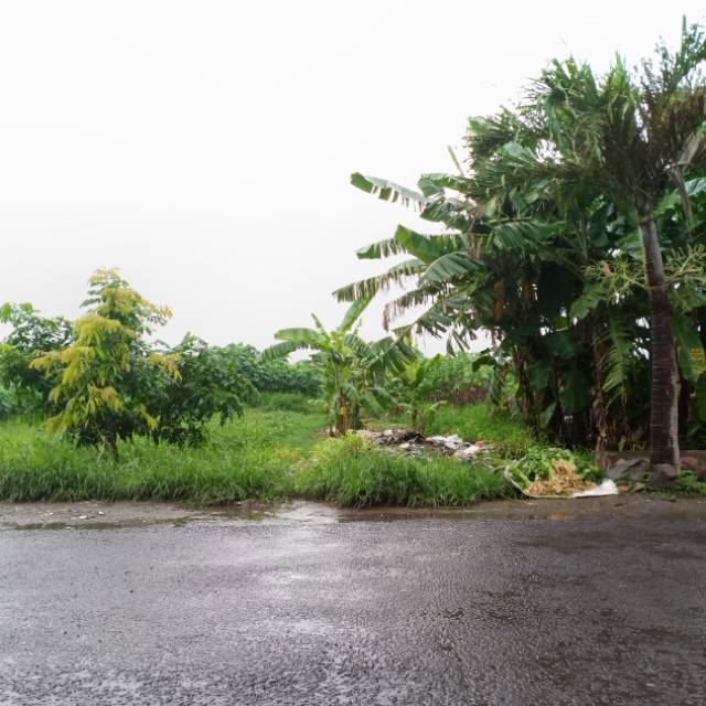 listyarinioptasarisusilo