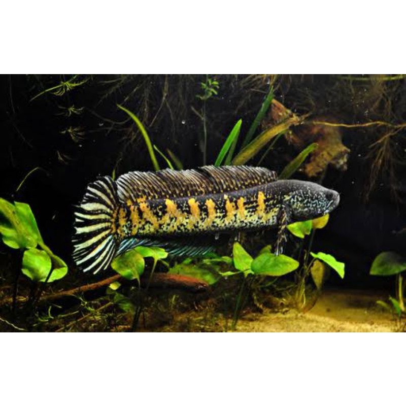 Channa Auranti Koleksi Pribadi Mangap Rawatan Lama Size 33 cm Up