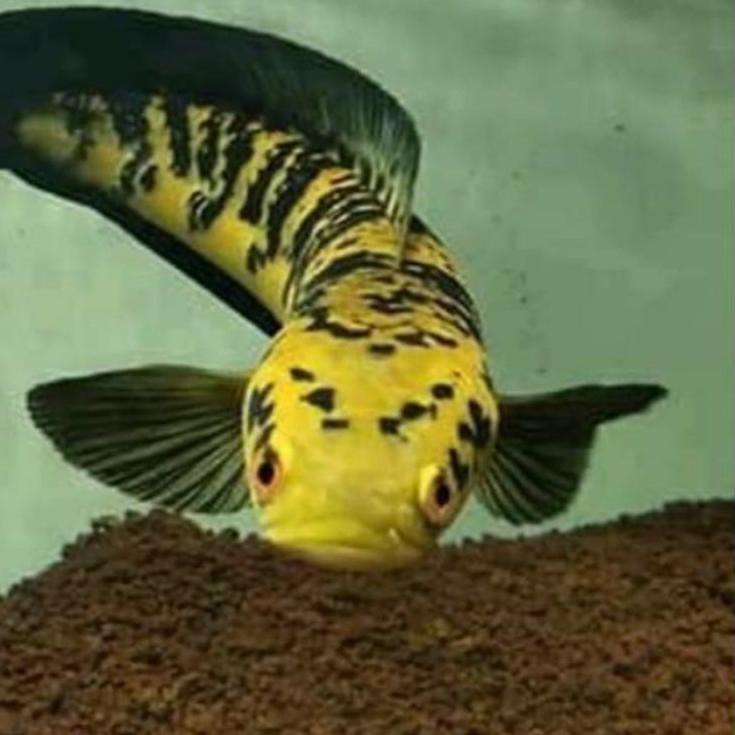 [Terlaris Today] ikan hias channa maru yellow sentarum 10_11