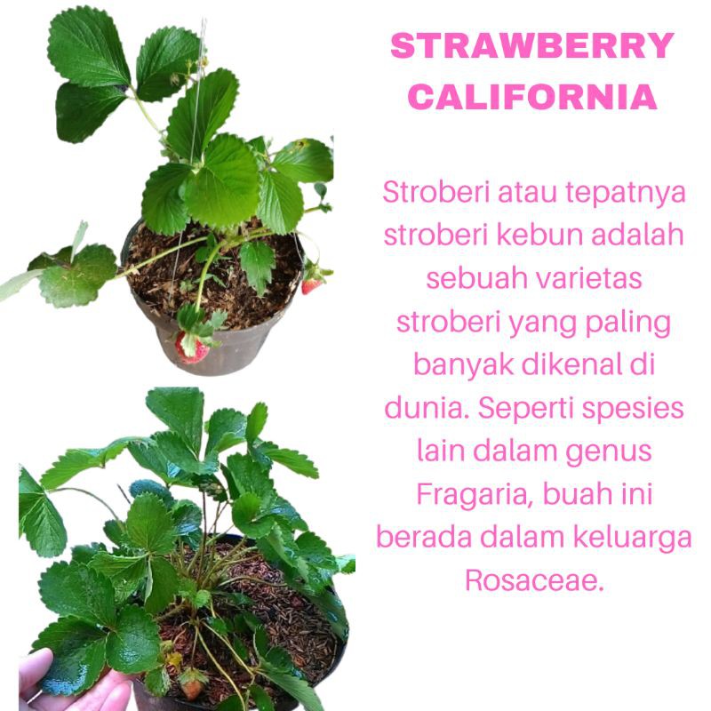 PROMO TANAMAN HIAS BIBIT BUAH STRAWBERRY CALIFORNIA KUALITAS SUPER | MURAH | COD