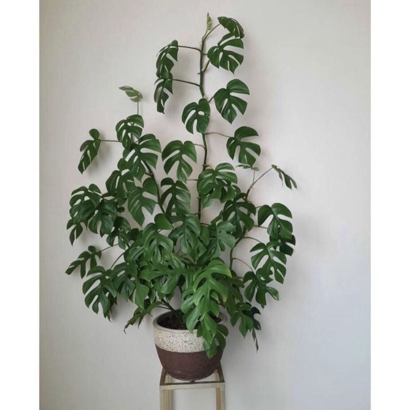 PROMO monstera mini-tetrasperma daun 3_6