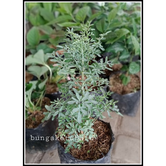 Tanaman Herbal Toga Daun Inggu