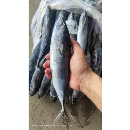

Ay00! IKAN TONGKOL CAKALANG / DEHO SEGAR 900g - 1kg (SIP)