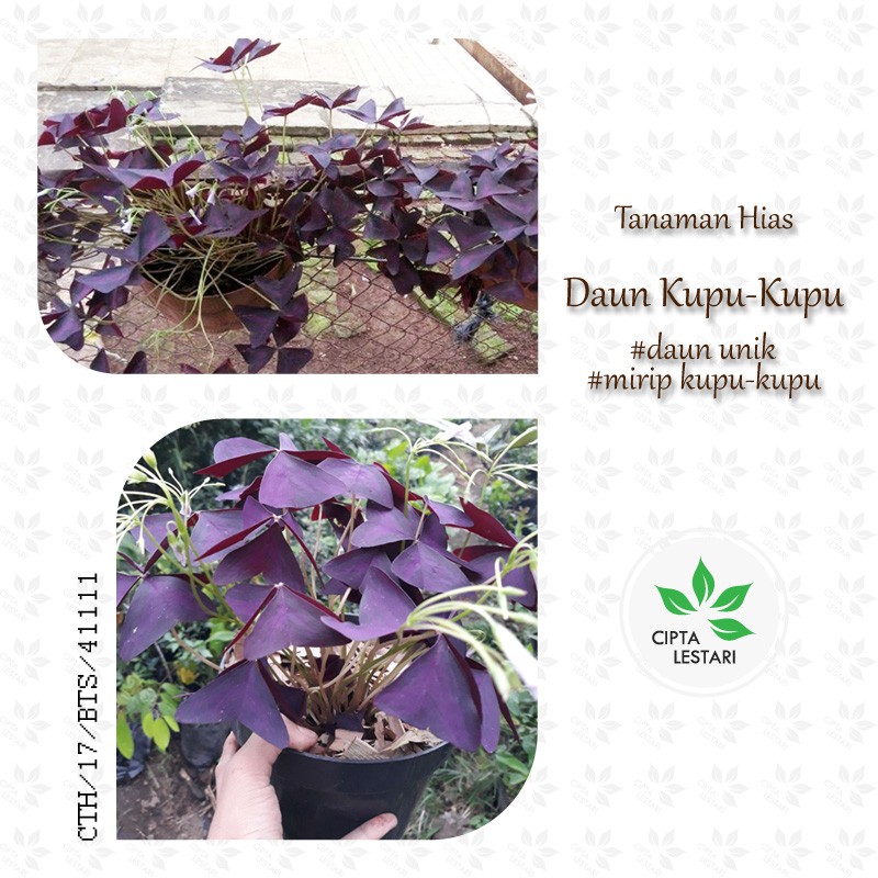 Bibit Tanaman  Daun  Kupu  Kupu  Ungu Kupu  kupu  Pohon Purple 