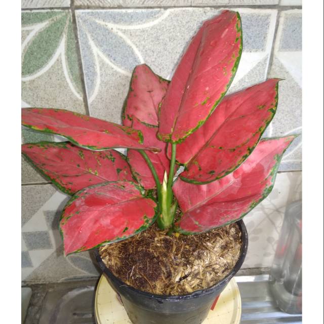 Tanaman Hias Aglonema Suksom-Aglonema Suksom