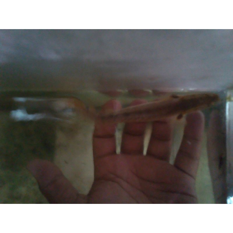 

ikan palmas lapradei