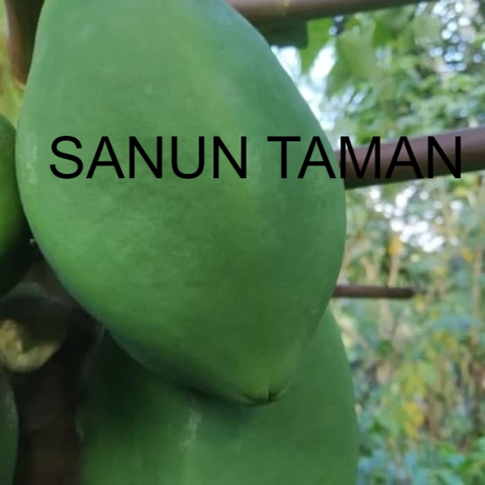 Buah paya muda - paya muda sayur - pepaya muda 1kg