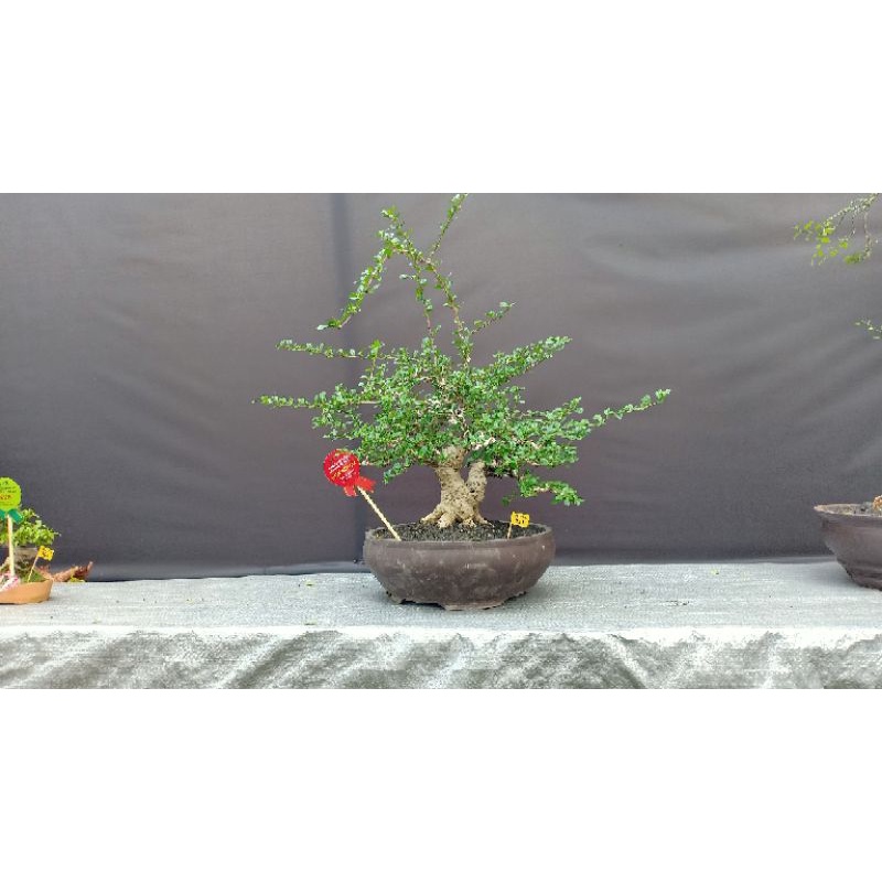 bonsai HOKIANTEA rasa anting Puteri kelas kontes