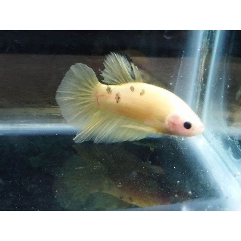 Ikan Cupang Yellow Fancy