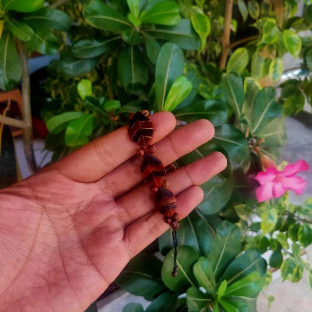 Gelang kaukah daun besar / gelang kaokah / gelang koka / gelang kokka / gelang kaoka / gelang kauka