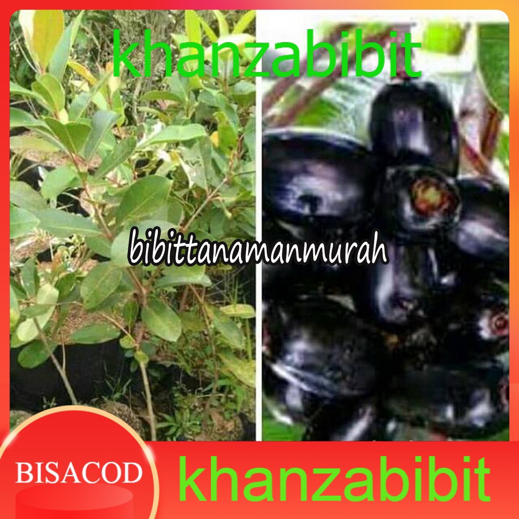 Bibit buah juwet hitam tanpa biji