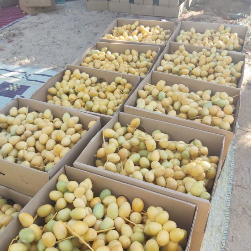 

kurma muda barhee