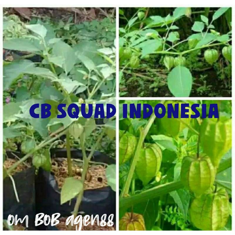 ciplukan/bibit/pohon cendetaan/ciplukan