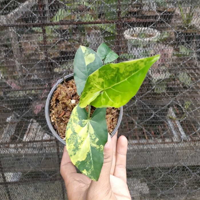 syngonium yellow varigata syngonium aurea