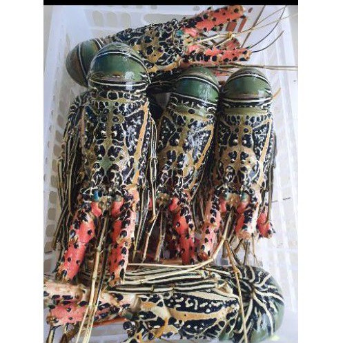 Lobster Laut 1kg size 100-200 gram - kualitas super FROZEN