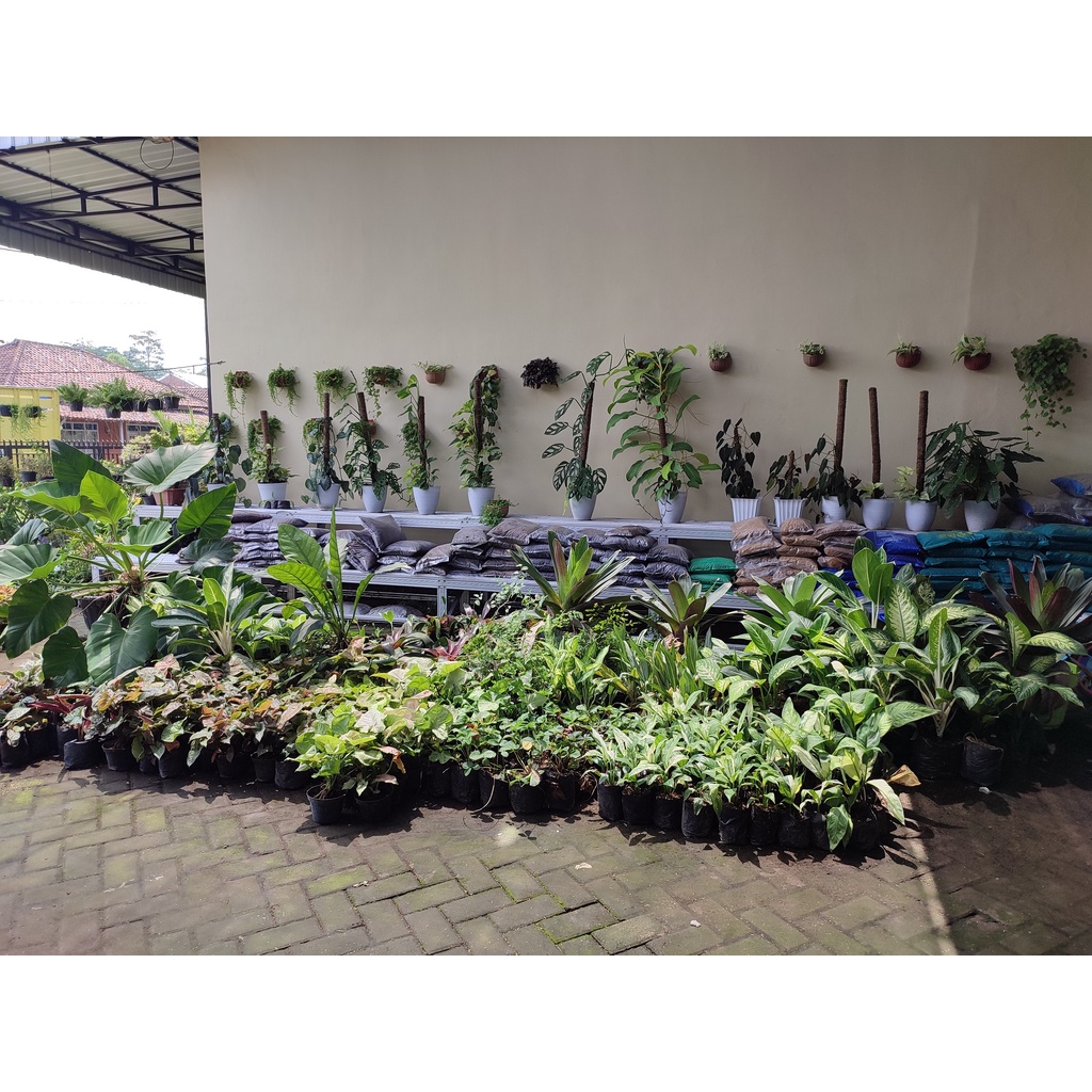 Tanaman Hias Bunga Begonia Silver Tanaman Begonia Bunga Murah