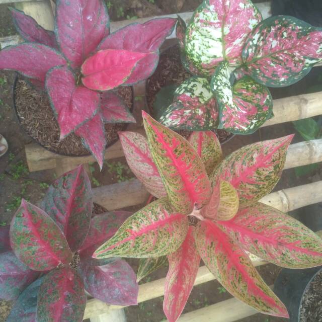 Aglonema paket 4 jenis import