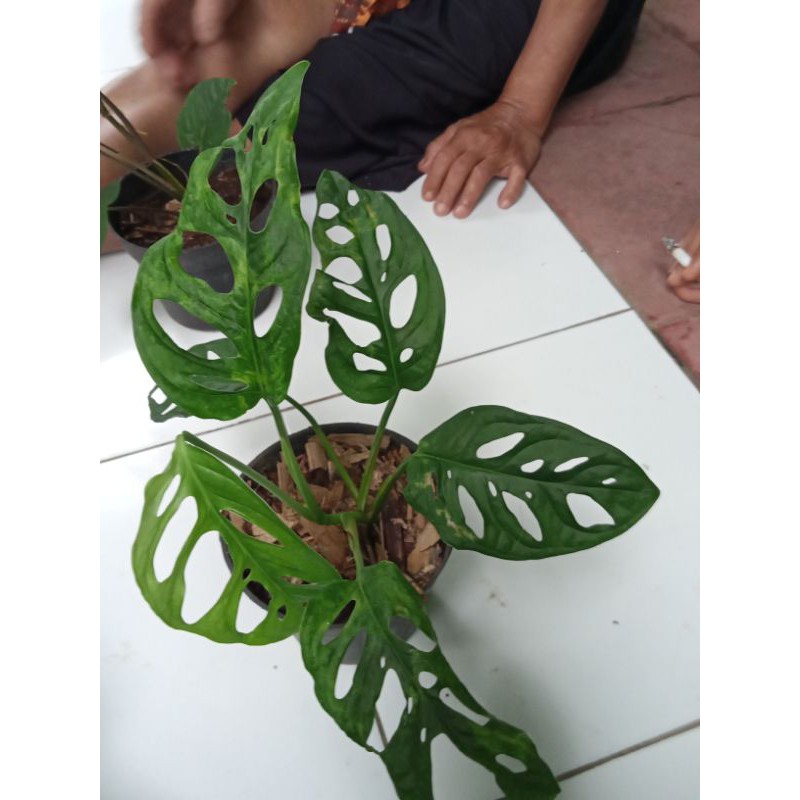 monstera acuminata varigata yellow sesuai gambar cantik