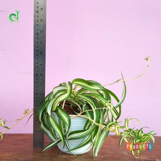 Tanaman hias yang unik  spider plant  bonnie chlorophytum 