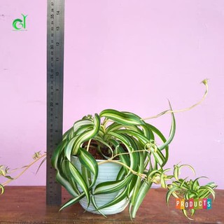 Tanaman hias yang unik spider plant bonnie chlorophytum Tanaman hias yang unik spider plant bonnie chlorophytum