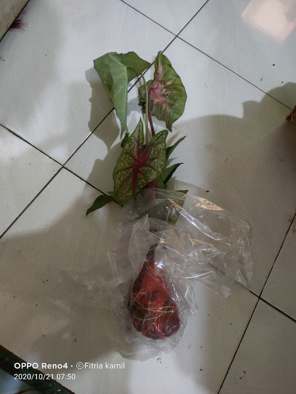 Tanaman Hias Singonium Wendlandi Tanaman Hias
