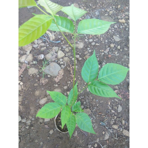 Bibit pohon kecapi Bibit kecapi Tanaman Buah kecapi Favorite murah