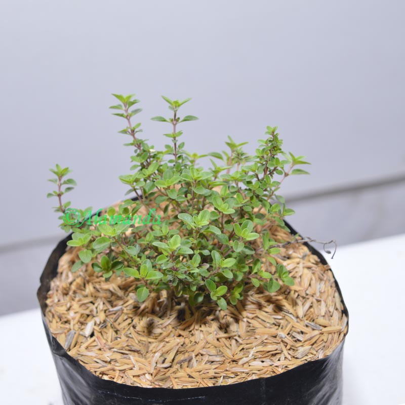 Bibit Sayur Thyme