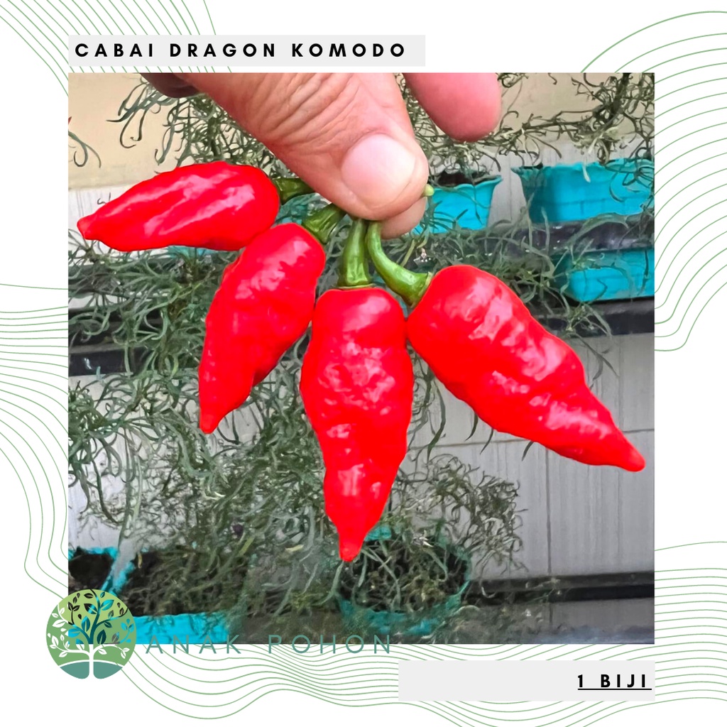 Benih Bibit Biji - Cabai Dragon Komodo Cabe Pedas Ekstrim Pepper Seeds