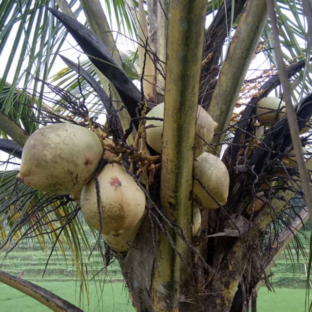 

BUAH KELPA GADING LANGSUNG PETIK