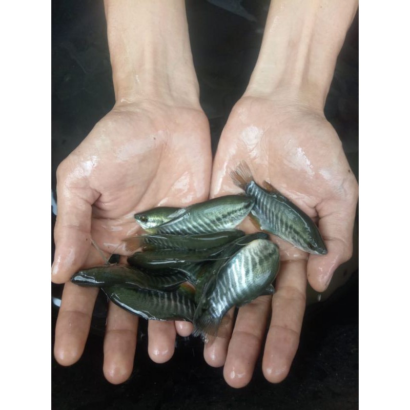 

ikan sepat siyem