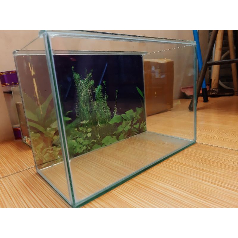 Aquarium Minimalis