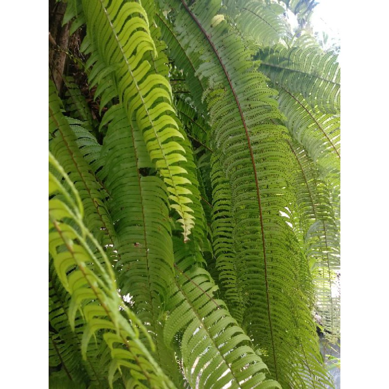 Tanaman pakis hias gantung pakis Boston panjang