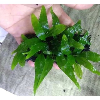 Kadaka Mini Aquatic Plant Java Pern Grade A Tanaman aquascape aquarium