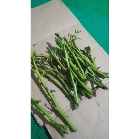 

ALPUKAT MIKI 50 POTONG