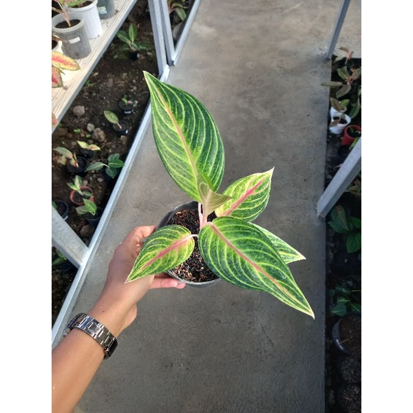 aglonema karibian / caribian / karabian ekonomis murah