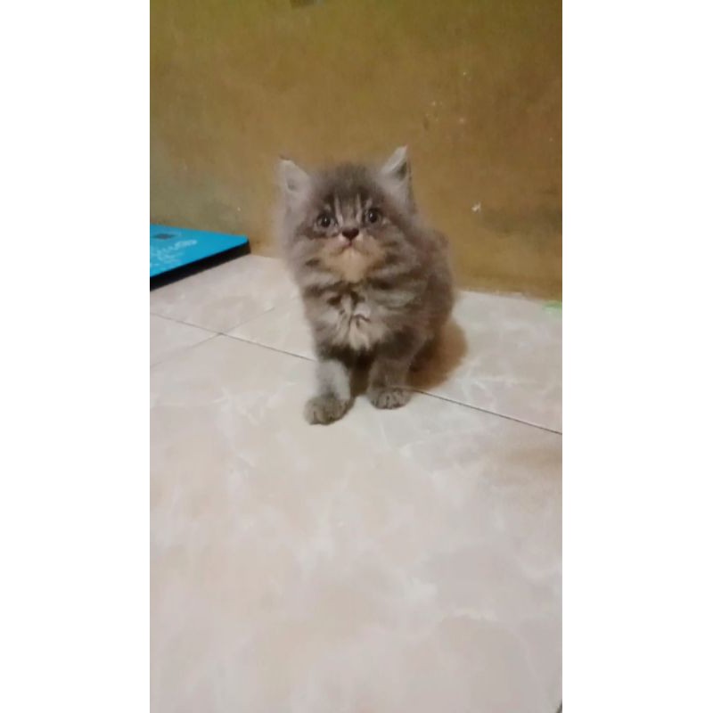 kucing Persia flatnus kaki pendek  Shopee Indonesia